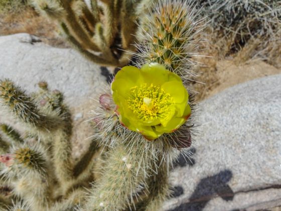 Anza-Borrego Desert State Park • The Adventure Portal