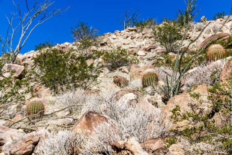 Anza Borrego State Park cactus garden In Coyote Canyon