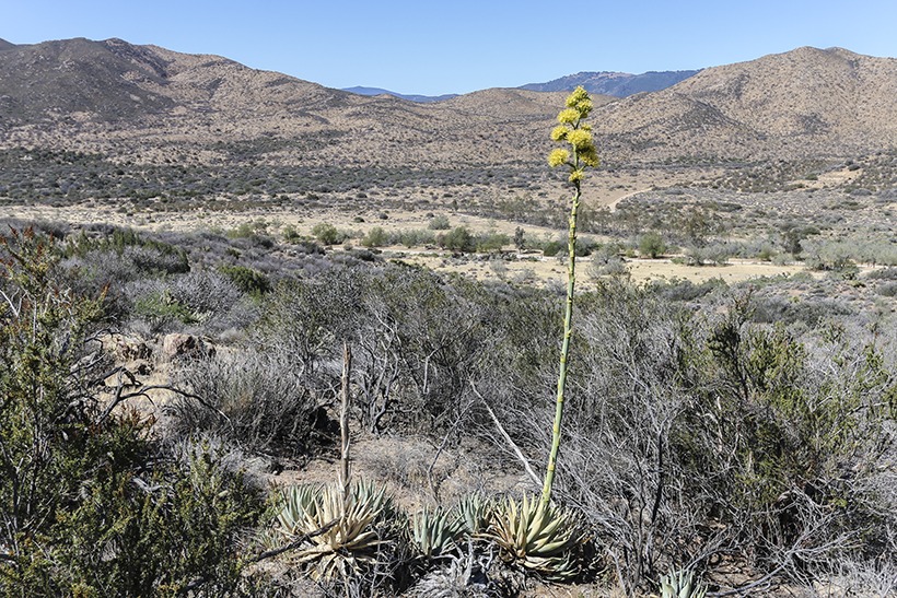 Grapevine Mountain via PCT, California - 61 Reviews, Map