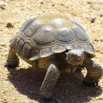 desert-tortoise