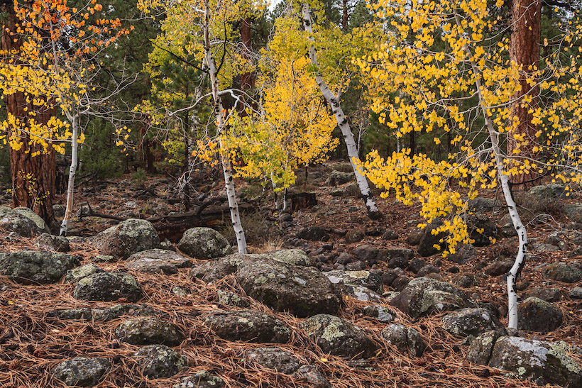 Autumn Aspen Trees, Rock Creek, Boulder Mountain, Utah,  Overland utah, overlanding, photographing utah, southern utah, 